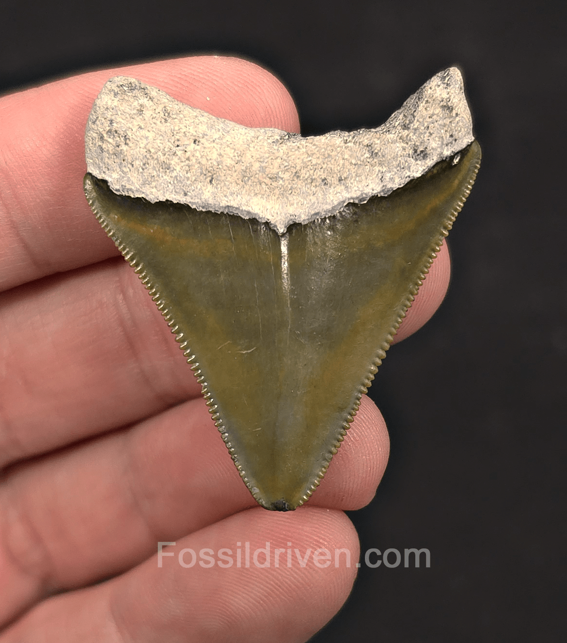 1.67" Green Fossil Megalodon Tooth - Bone Valley, Florida | Fossil Driven - Fossil Driven