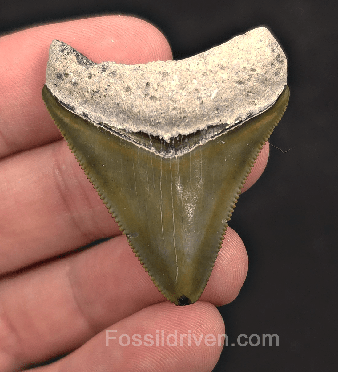 1.67" Green Fossil Megalodon Tooth - Bone Valley, Florida | Fossil Driven - Fossil Driven