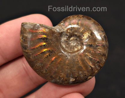 1.67" Red Flashy Iridescent Ammonite Fossil - Madagascar | Fossil Driven - Fossil Driven