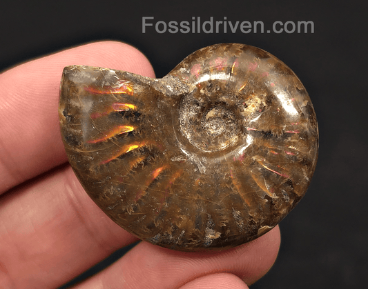 1.67" Red Flashy Iridescent Ammonite Fossil - Madagascar | Fossil Driven - Fossil Driven