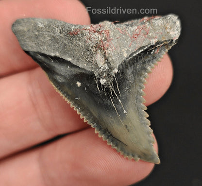 1.68" Fossil Hemipristis Shark Tooth - Venice, Florida | Fossil Driven - Fossil Driven