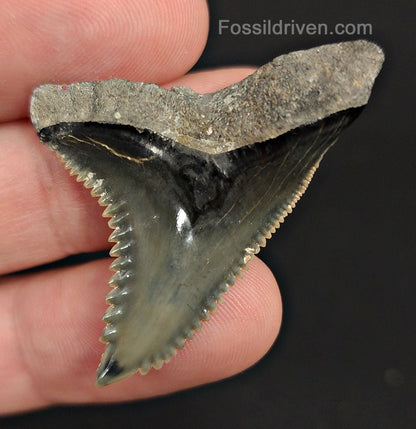 1.68" Fossil Hemipristis Shark Tooth - Venice, Florida | Fossil Driven - Fossil Driven