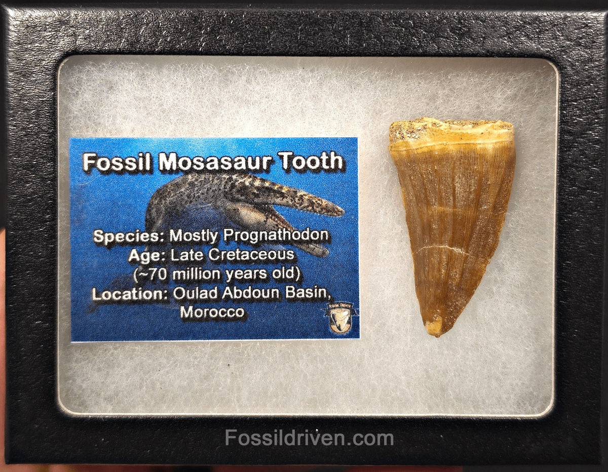 1.68" Fossil Mosasaur Tooth - Morocco - Fossil Driven