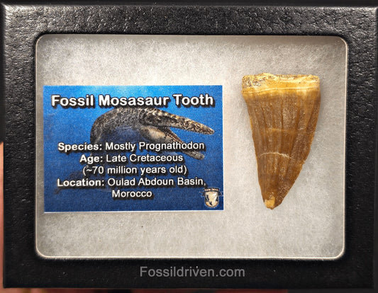 1.68" Fossil Mosasaur Tooth - Morocco - Fossil Driven