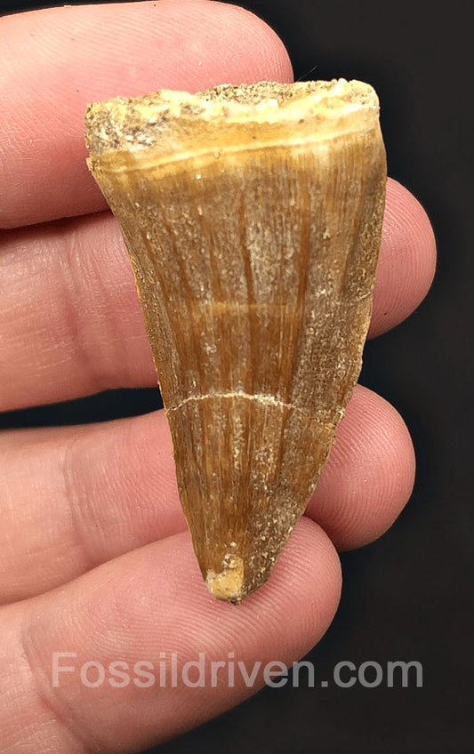1.68" Fossil Mosasaur Tooth - Morocco - Fossil Driven