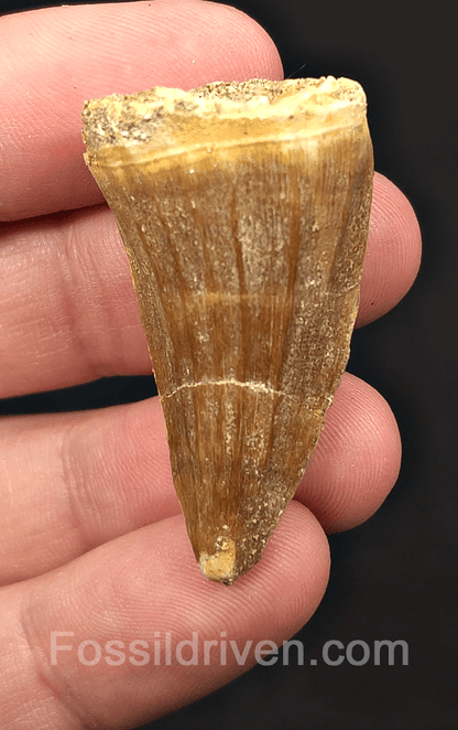 1.68" Fossil Mosasaur Tooth - Morocco - Fossil Driven