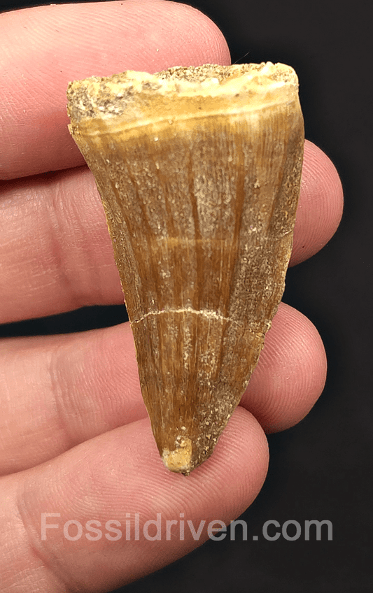 1.68" Fossil Mosasaur Tooth - Morocco - Fossil Driven