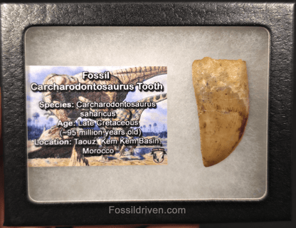 1.68" Serrated Carcharodontosaurus Tooth - Real Dinosaur Tooth - Fossil Driven