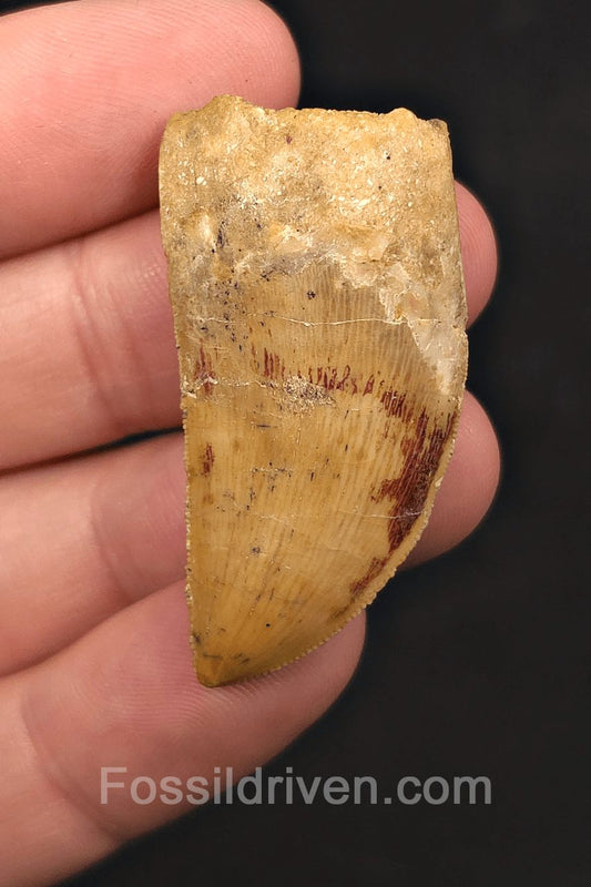 1.68" Serrated Carcharodontosaurus Tooth - Real Dinosaur Tooth - Fossil Driven