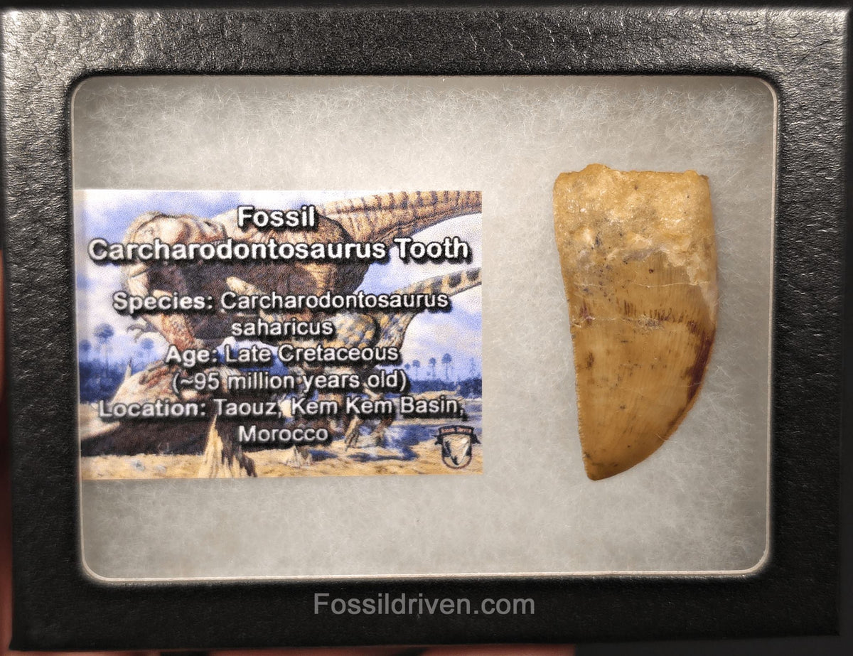 1.68" Serrated Carcharodontosaurus Tooth - Real Dinosaur Tooth - Fossil Driven