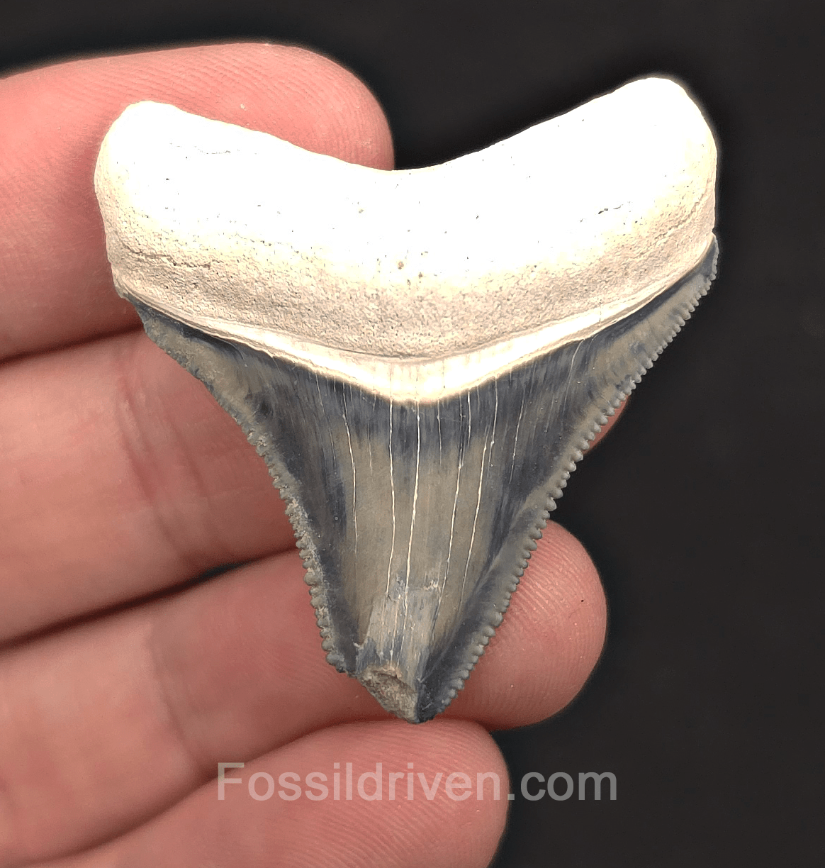 1.69" Blue Fossil Megalodon Tooth - Bone Valley, Florida | Fossil Driven - Fossil Driven