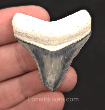 1.69" Blue Fossil Megalodon Tooth - Bone Valley, Florida | Fossil Driven - Fossil Driven