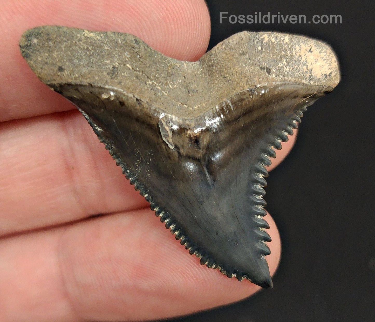 1.70" Fossil Hemipristis Shark Tooth - Venice, Florida | Fossil Driven - Fossil Driven