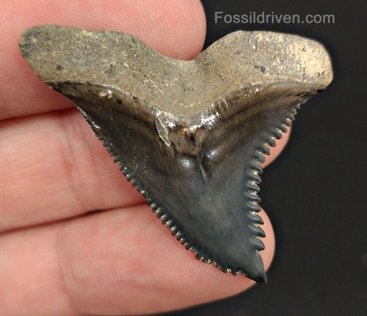 1.70" Fossil Hemipristis Shark Tooth - Venice, Florida | Fossil Driven - Fossil Driven