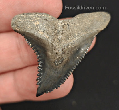 1.70" Fossil Hemipristis Shark Tooth - Venice, Florida | Fossil Driven - Fossil Driven