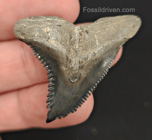 1.70" Fossil Hemipristis Shark Tooth - Venice, Florida | Fossil Driven - Fossil Driven