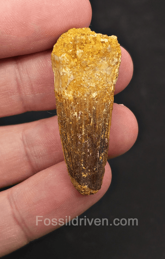 1.70" Fossil Spinosaurus Tooth - Real Dinosaur Tooth - Fossil Driven