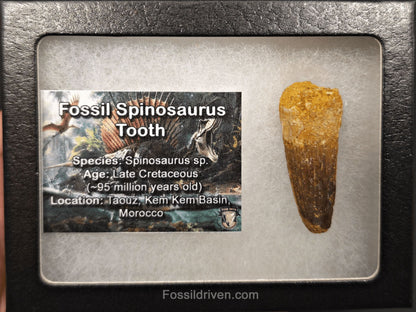 1.70" Fossil Spinosaurus Tooth - Real Dinosaur Tooth (Spino 2701) - Fossil Driven