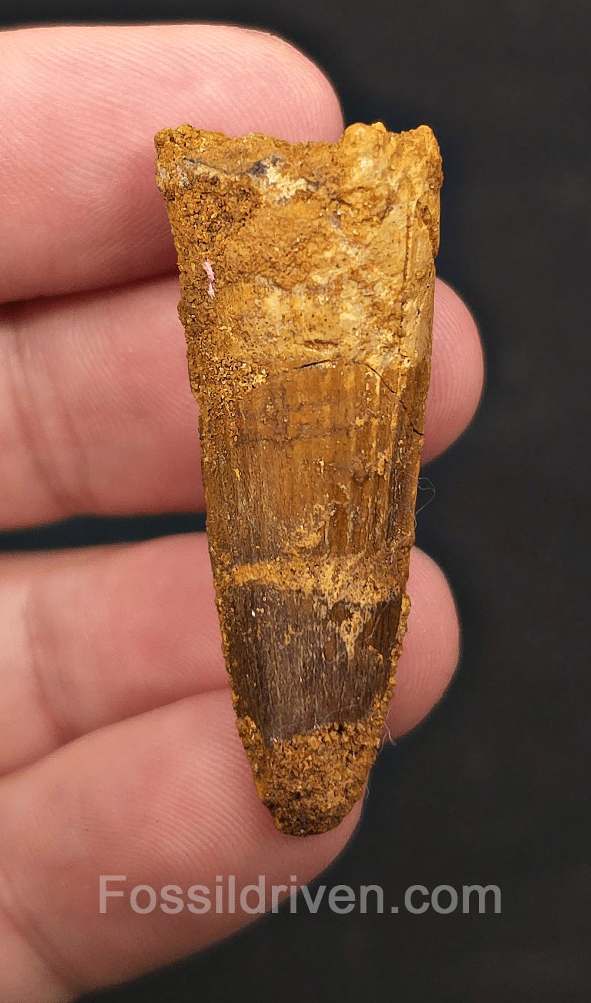 1.70" Fossil Spinosaurus Tooth - Real Dinosaur Tooth (Spino 2728) - Fossil Driven
