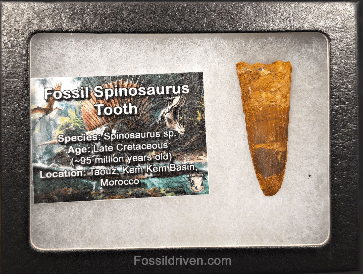1.70" Fossil Spinosaurus Tooth - Real Dinosaur Tooth (Spino 2728) - Fossil Driven