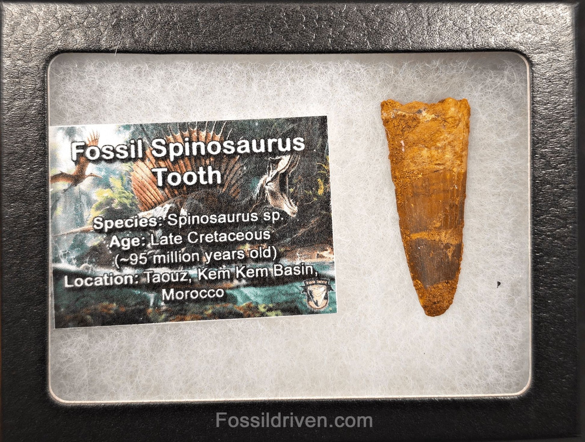 1.70" Fossil Spinosaurus Tooth - Real Dinosaur Tooth (Spino 2728) - Fossil Driven