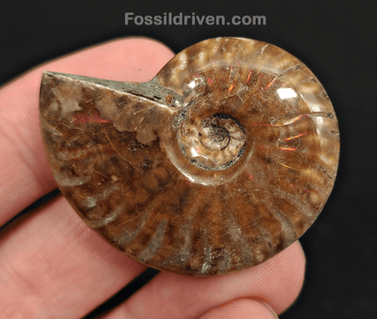 1.70" Red Flashy Iridescent Ammonite Fossil - Madagascar - Fossil Driven