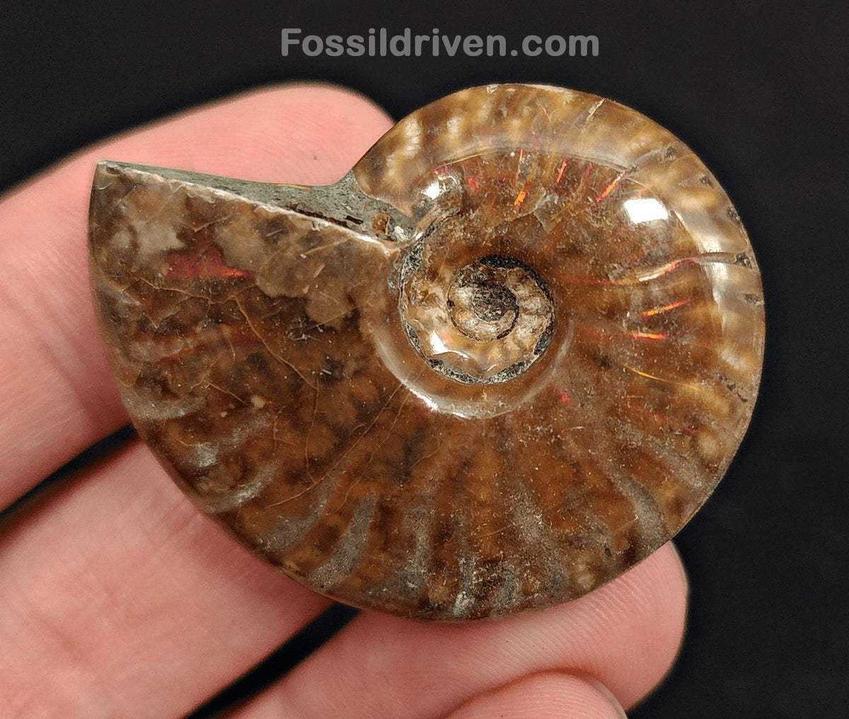 1.70" Red Flashy Iridescent Ammonite Fossil - Madagascar - Fossil Driven