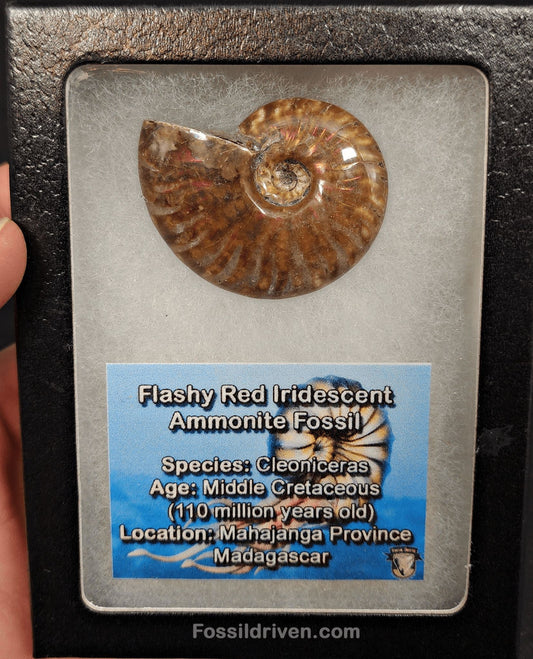 1.70" Red Flashy Iridescent Ammonite Fossil - Madagascar - Fossil Driven