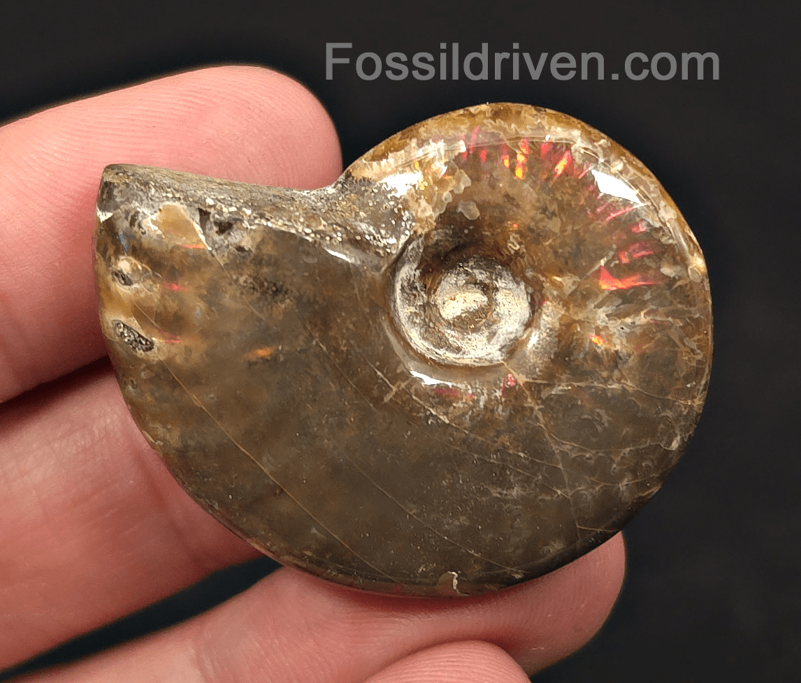 1.70" Red Flashy Iridescent Ammonite Fossil - Madagascar | Fossil Driven - Fossil Driven