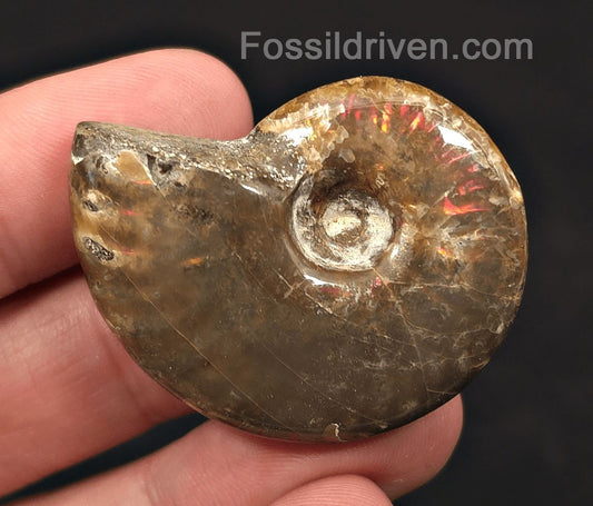 1.70" Red Flashy Iridescent Ammonite Fossil - Madagascar | Fossil Driven - Fossil Driven