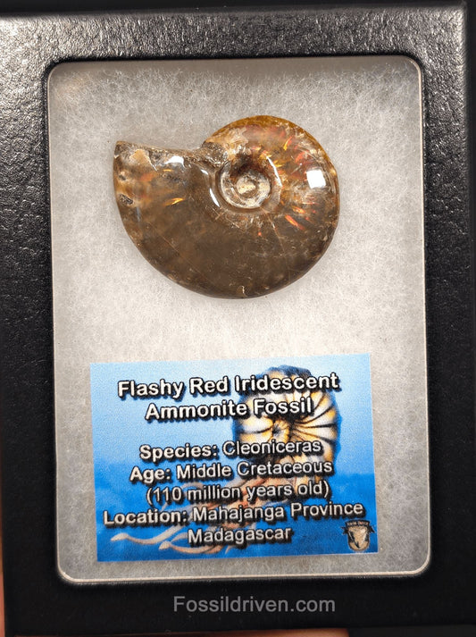 1.70" Red Flashy Iridescent Ammonite Fossil - Madagascar | Fossil Driven - Fossil Driven
