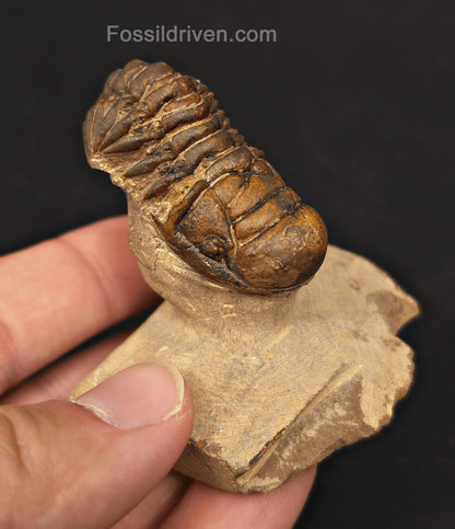1.71" Curled Fossil Crotalocephalina Trilobite - Devonian - Issoumour, Morocco - Fossil Driven