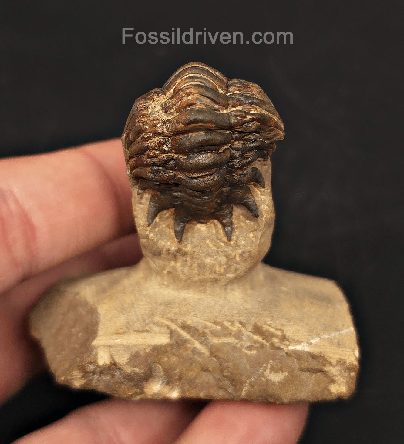 1.71" Curled Fossil Crotalocephalina Trilobite - Devonian - Issoumour, Morocco - Fossil Driven