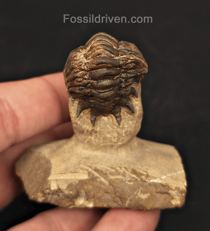 1.71" Curled Fossil Crotalocephalina Trilobite - Devonian - Issoumour, Morocco - Fossil Driven