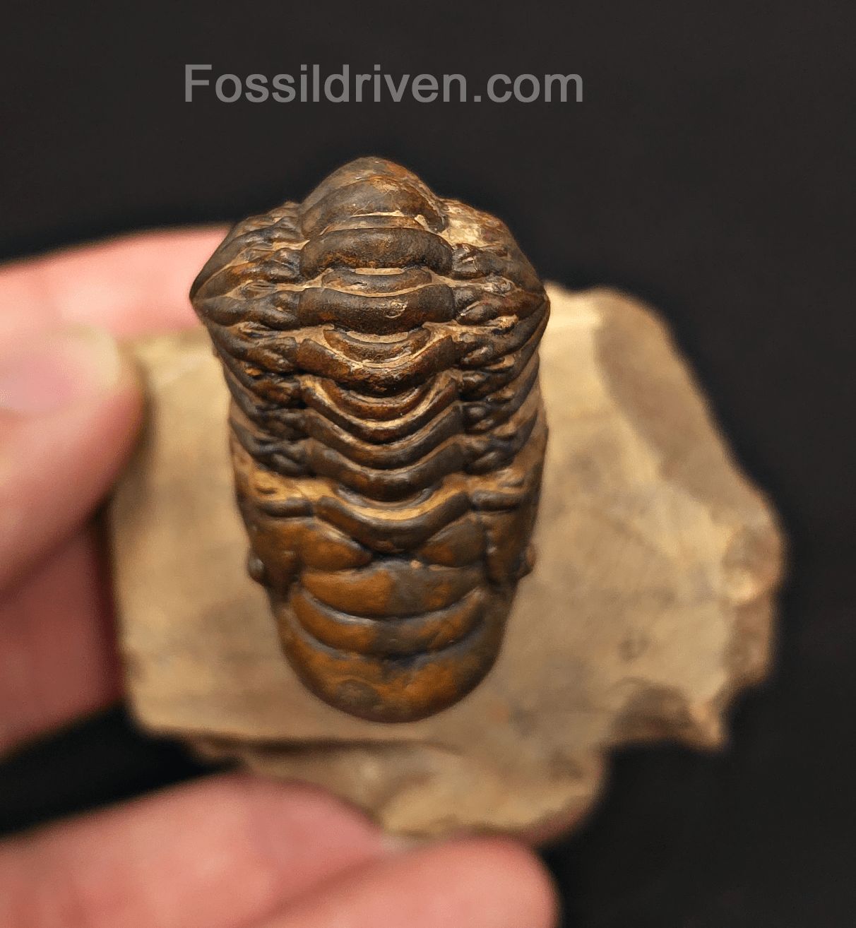 1.71" Curled Fossil Crotalocephalina Trilobite - Devonian - Issoumour, Morocco - Fossil Driven