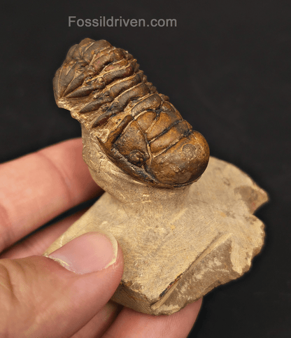 1.71" Curled Fossil Crotalocephalina Trilobite - Devonian - Issoumour, Morocco - Fossil Driven