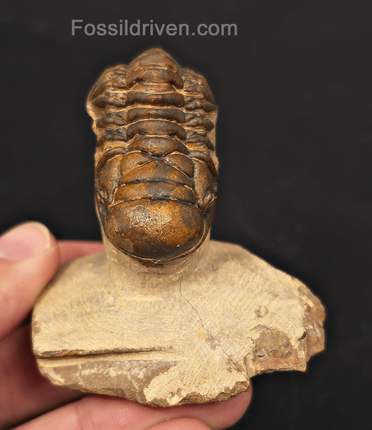 1.71" Curled Fossil Crotalocephalina Trilobite - Devonian - Issoumour, Morocco - Fossil Driven