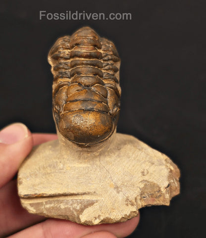 1.71" Curled Fossil Crotalocephalina Trilobite - Devonian - Issoumour, Morocco - Fossil Driven