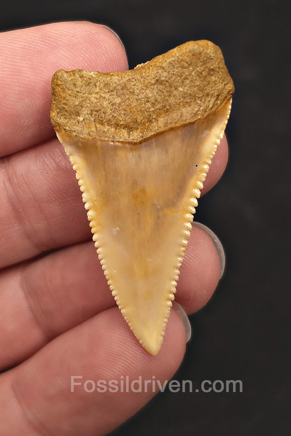1.71" Fossil Great White Shark Tooth (Carcharodon carcharias) - Atacama Desert, Chile - Fossil Driven