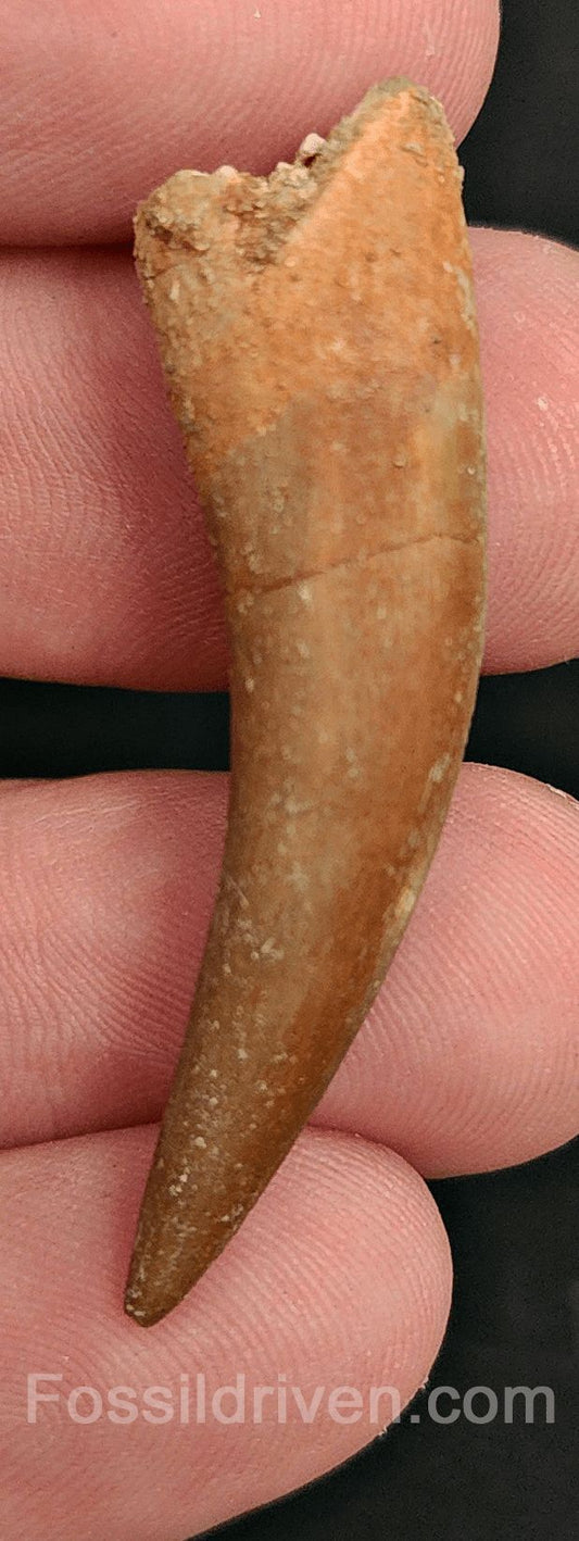 1.71" Fossil Plesiosaur (Zarafasaurus) Tooth - Morocco - Fossil Driven