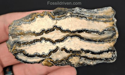 1.72" Columbian Mammoth Tooth Slice – Authentic Fossil | Fossil Driven - Fossil Driven