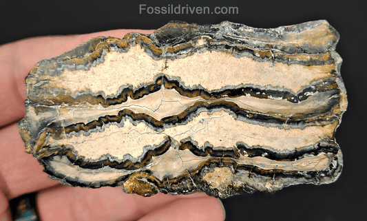 1.72" Columbian Mammoth Tooth Slice – Authentic Fossil | Fossil Driven - Fossil Driven