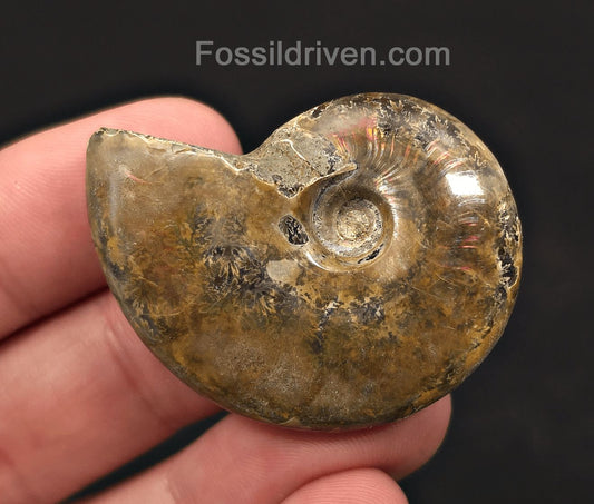 1.72" Red Flashy Iridescent Ammonite Fossil - Madagascar | Fossil Driven - Fossil Driven