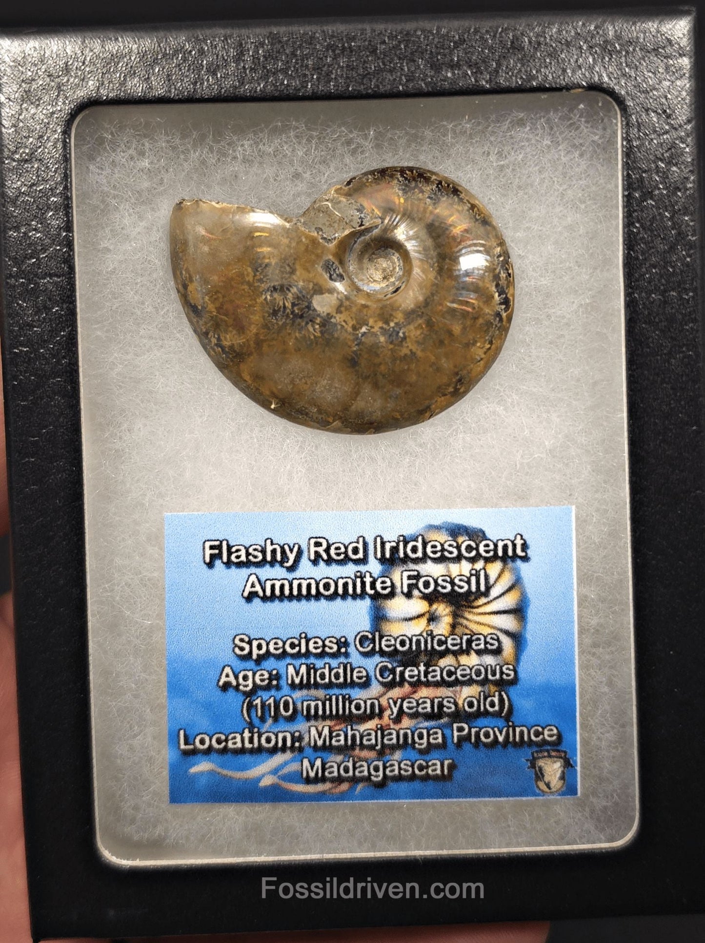 1.72" Red Flashy Iridescent Ammonite Fossil - Madagascar | Fossil Driven - Fossil Driven