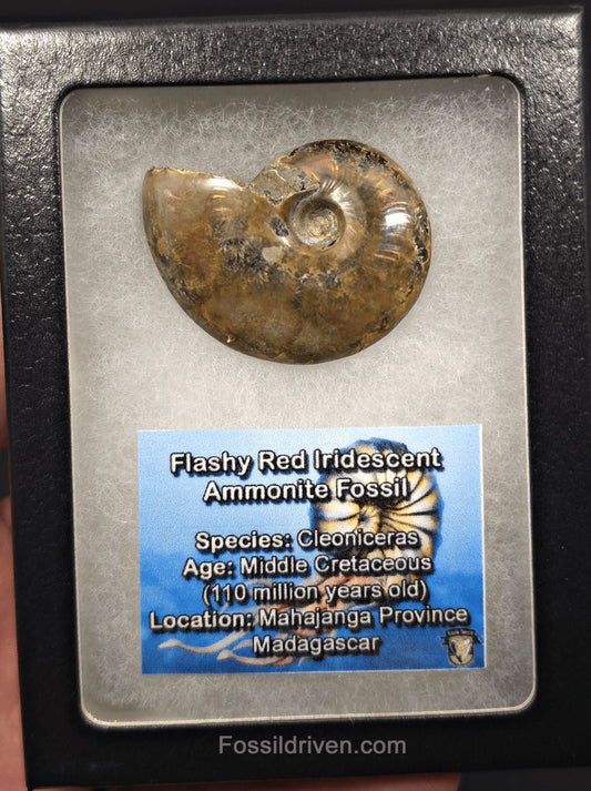1.72" Red Flashy Iridescent Ammonite Fossil - Madagascar | Fossil Driven - Fossil Driven