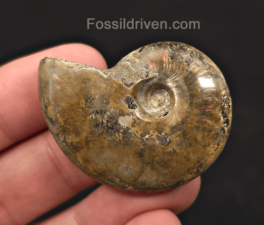1.72" Red Flashy Iridescent Ammonite Fossil - Madagascar | Fossil Driven - Fossil Driven