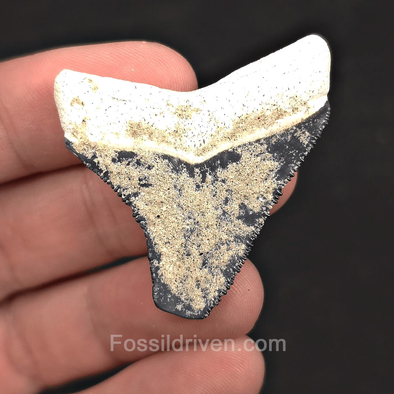 1.73" Blue Fossil Megalodon Tooth - Bone Valley, Florida | Fossil Driven - Fossil Driven
