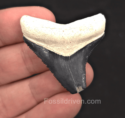 1.73" Blue Fossil Megalodon Tooth - Bone Valley, Florida | Fossil Driven - Fossil Driven