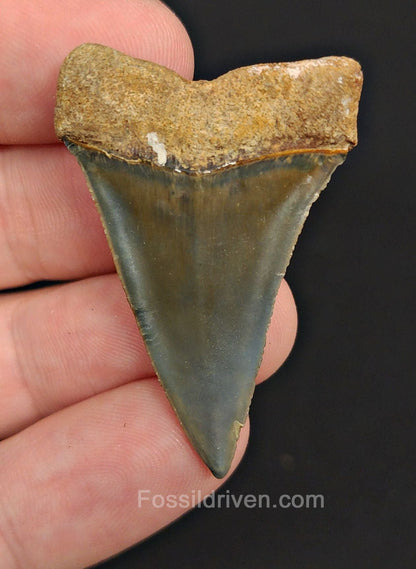 1.74" Fossil Hastalis Mako Shark Tooth – Golden Beach, Florida | Fossil Driven - Fossil Driven