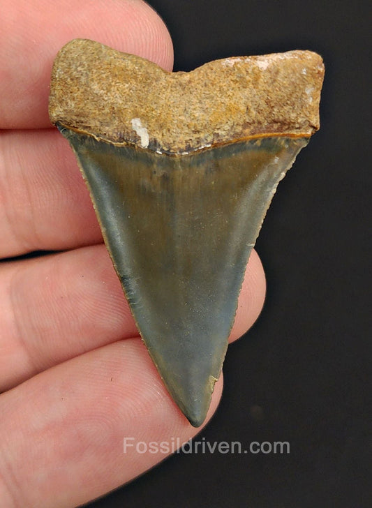 1.74" Fossil Hastalis Mako Shark Tooth – Golden Beach, Florida | Fossil Driven - Fossil Driven